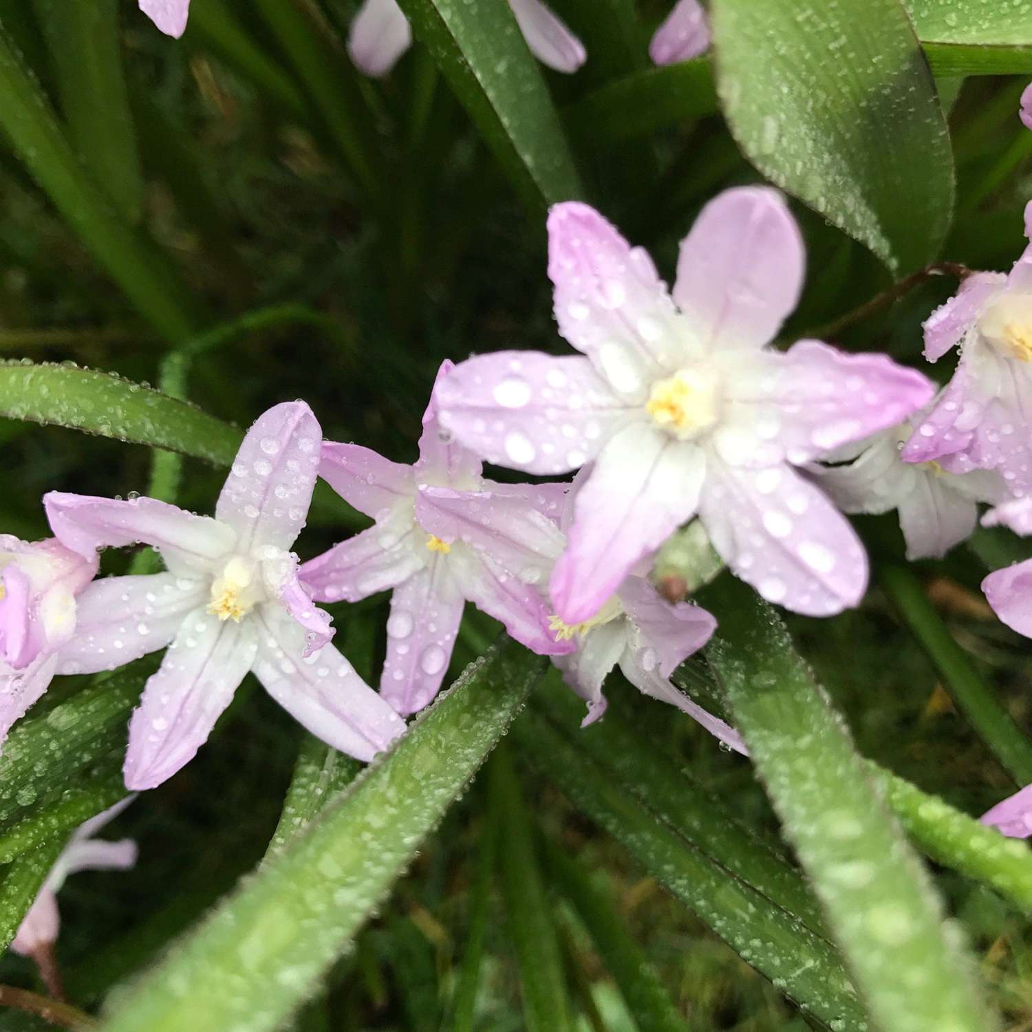 Heinätähti 'Tessa'